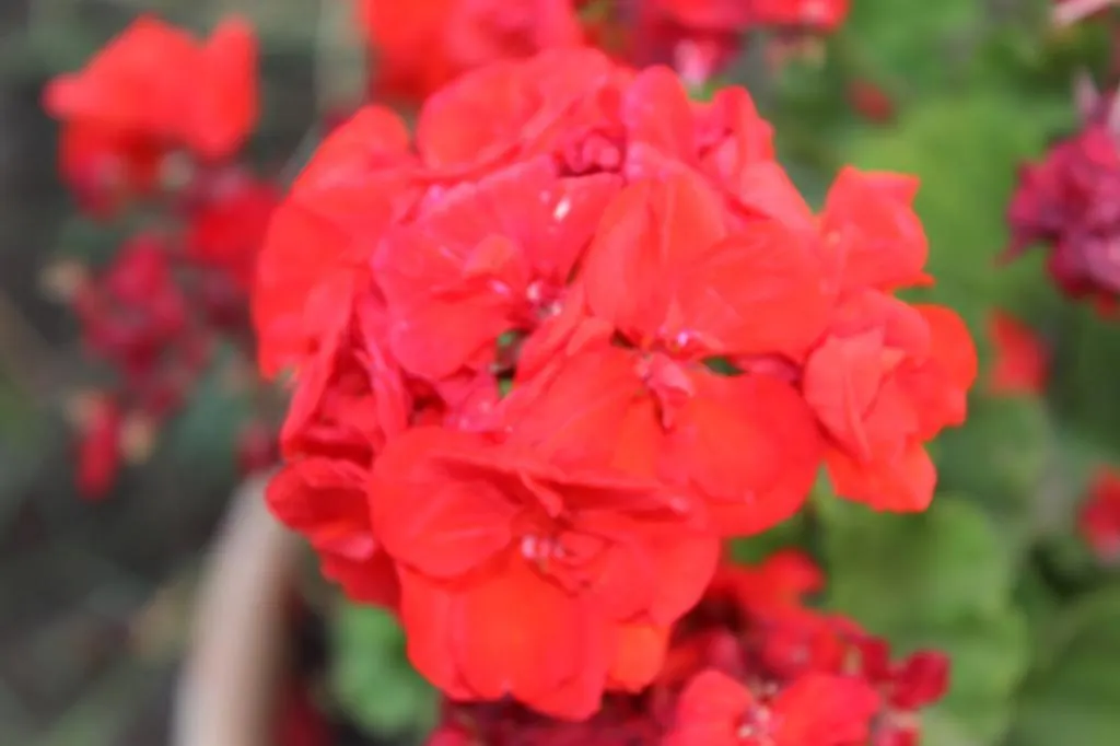 Bed and Breakfast B&B Villa Raineri Giardini Naxos