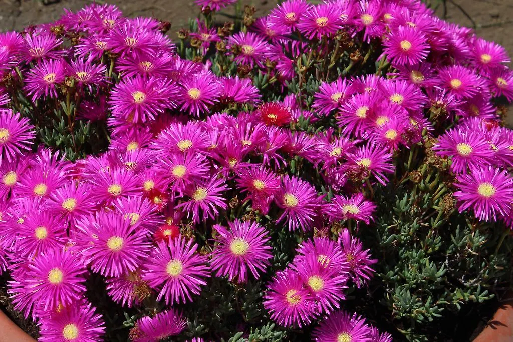 B&B Villa Raineri Giardini-Naxos 3*,